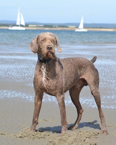 wire haired weimaraner