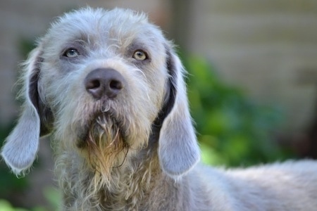 Close up head shot - A brown with white Slovakian Wirehaired Pointer dog standing in grass and it is looking up. It has light golden eyes.