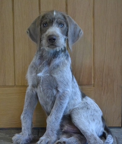 is a slovakian wirehaired pointer a good family dog