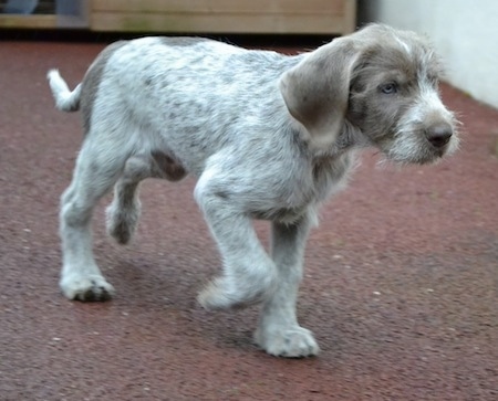 is a slovakian wirehaired pointer a good family dog