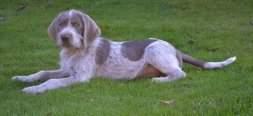 is a slovakian wirehaired pointer a good family dog