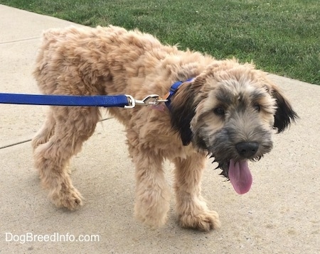 The front right side of a wavy coated, tan with black Soft Coated Wheaten Terrier puppy that is walking across a concrete walkway. Its head is level with its body and it is walking to the right.