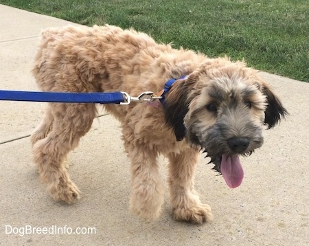 wheatland terrier puppy