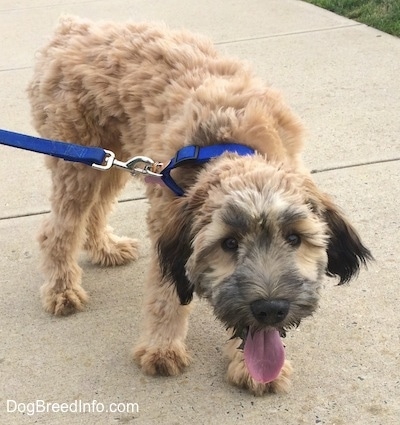A shaved tan with black Soft Coated Wheaten Terrier puppy is standing on a concrete walkway, its head is being held low, its mouth is open and its tongue is out. It has darker straighter hair on its ears. It has wide round brown eyes.