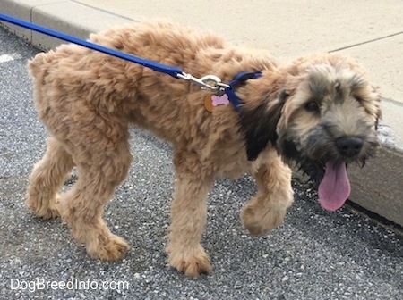 The right side of a tan with black Soft Coated Wheaten Terrier puppy that is standing in a street. Its mouth is open and its tongue is sticking out and its front paw is up in the air.