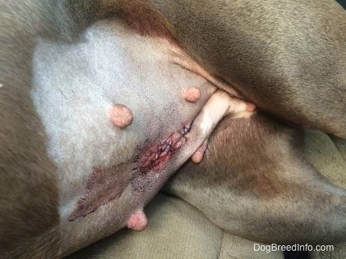 Close-up belly shot, Sutures on a female dog after being spayed