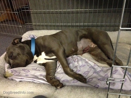 Leia the Pit Bull Terrier is sleeping on a dog bed inside of a crate looking very tired with a shaved belly and stitches