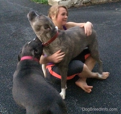 A blue-nose brindle Pit Bull Terrier is standing over top of a smiling blonde-haired girl that is sitting on a blacktop surface. Coming from the side is a blue-nose American Bully Pit.