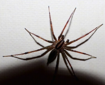 Funnel Weaver Spider next to a Canadian Dollar on a cloth surface