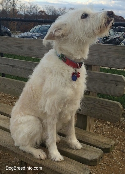 A tan Auss-Tzu is sitting on a wooden park bench looking up and it is facing the right. There is a parking lot in the background. It has a long pointy snout and a black nose.