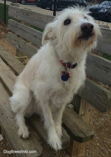 Front side view - A tan Auss-Tzu dog is sitting on a wooden park bench, it is looking forward and its head is up.