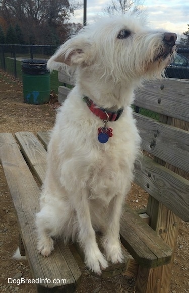Front view - A tan Auss-Tzu is sitting on a wooden bench, its head is up and it is looking to the right. It has pointy ears that are pinned back.