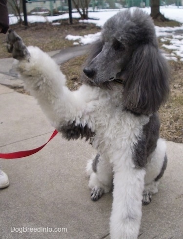 are full blooded poodles two toned in color