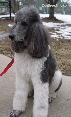 The front left side of a thick-coated, white with gray, parti-colored Standard Poodle dog sitting across a concrete surface looking to the left.
