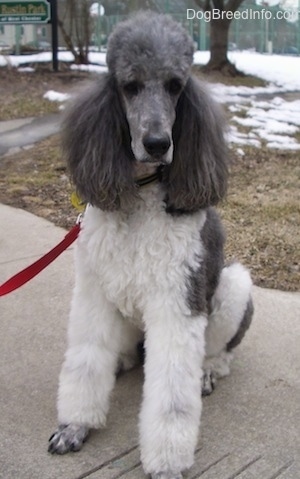 grey and white poodle