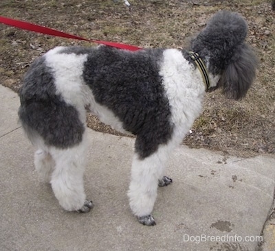 The back right side of a gray and white parti-colored Standard Poodle dog standing across a walkway looking behind itself.