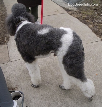 The back left side of a parti-colored Standard Poodle dog standing on a sidewalk. The Poodle is looking at the person behind it holding its leash.
