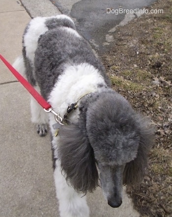 A parti-colored Standard Poodle dog walking down a sidewalk and it is looking forward.