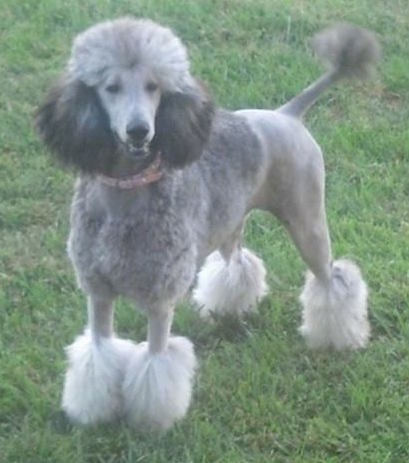 https://www.dogbreedinfo.com/images27/StandardPoodlePurebredDogPhantomColoring1.jpg