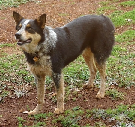 white texas heeler