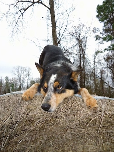 white texas heeler