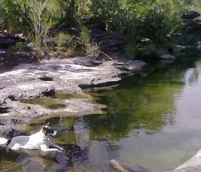 The right side of a white with black and tan Thai Bangkaew Dog that is laying at the edge of a body of water on a rock looking to the right.