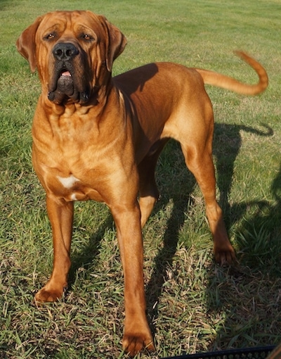 Tosa Dog Breed Information and Pictures