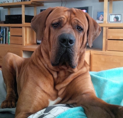 Close up front view - A brown with white and black Tosa is laying across a bed and it is looking forward. The dog has a lot of extra skin and wrinkles, brown eyes and a very large black nose.