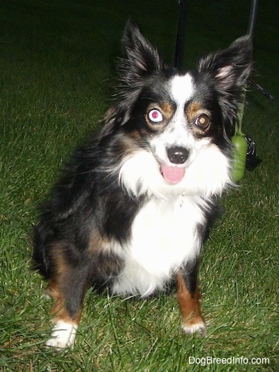 purebred mini australian shepherd