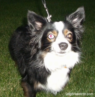 Upper body shot view from the front - A perk-eared, tricolor, black with white and brown Toy Australian Shepherd is standing in grass. One of the dog's eyes is blue and the other is brown.