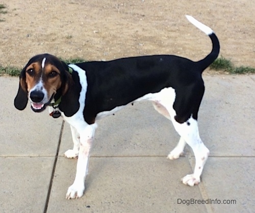 black walker hound