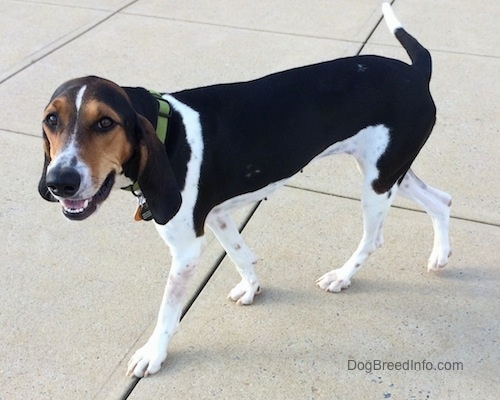 A tricolor black with white and tan Treeing Walker Coonhound dog is wearing a green collar walking across a concrete surface. Its mouth is open and it looks like it is smiling.