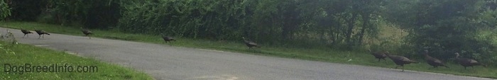 Nine Wild Turkeys are attempting to cross a road.