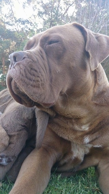 Close up front view head and upper body shot - A brown with white Ultimate Mastiff is laying outside in grass and its head is turned to the left. The dog has thick body and a lot of extra skin and wrinkles.