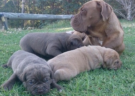 Three Ultimate Mastiff puppies are sleeping in grass and there is an adult Ultimate Mastiff laying behind them. The puppies are wide, stocky and thick bodied.
