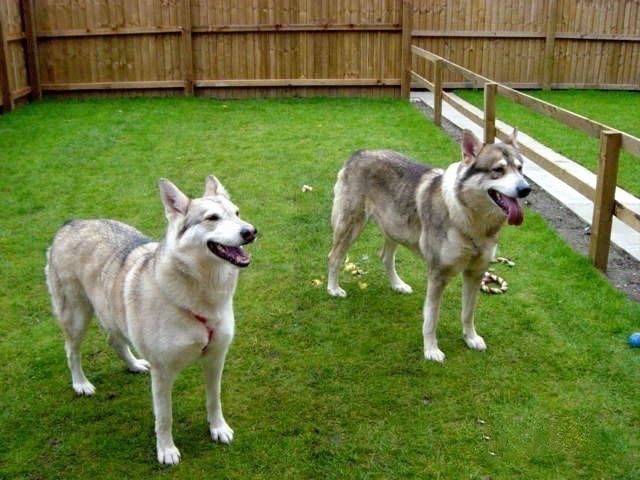 There are two Utonagan dogs standing across a grass surface and they are looking to the right. They are looking up, there mouths are open, one looks like it is smiling and the other has its tongue sticking out. The dogs both look like wolves.