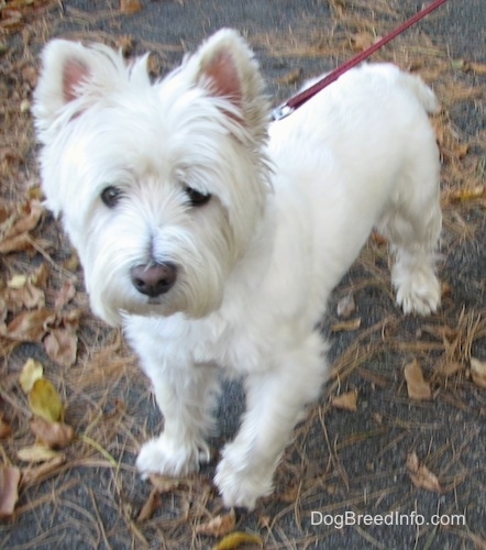 westie terrier dog