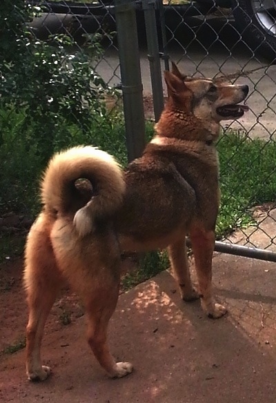 The back right side of a thick-coated, brown with black West Siberian Laika dog that is standing in front of a chain link gate.