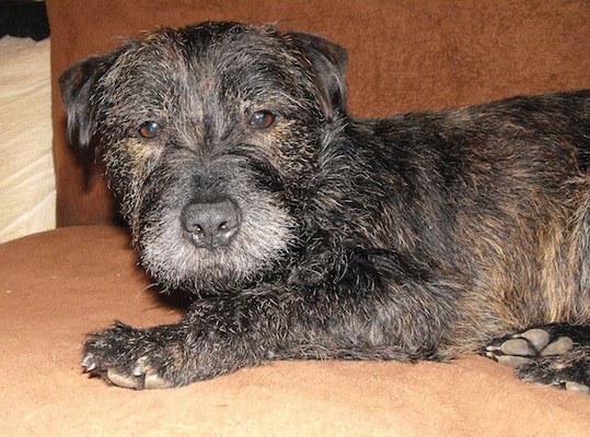 Close up - A black with tan wiry looking brindle Westie Staff dog is laying across a brown couch and it is looking forward. Its almond shaped eyes are brown and its nose is gray.