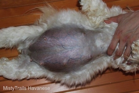 47 days pregnant dog