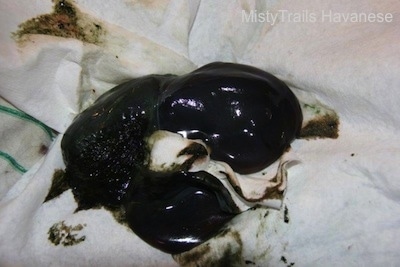 Close Up - Decaying Placenta