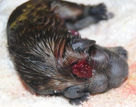 Close Up - Stillborn puppy on a towel