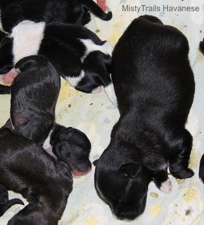 One big newborn puppy next to five smaller puppies