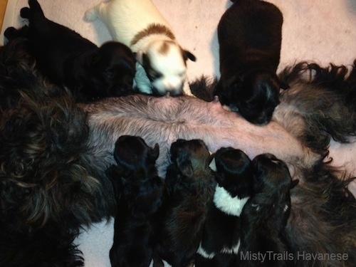 A litter of puppies feeding