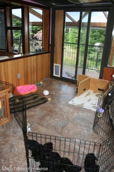 Six small black puppies are gathered towards the end of a fenced in area inside of a house.