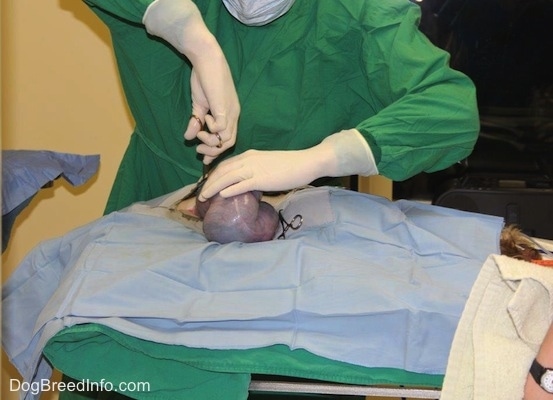 A C-Section being performed on a dog