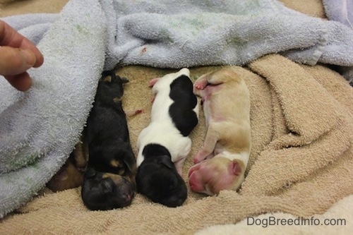 Four Puppies on top of a towel