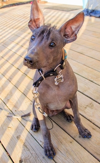 A black hairless Xoloitzcuintli puppy is sitting on a hardwood floor and its head is tilted to the right and it is looking to the left. It has a fuzz of hair between its large perk ears.