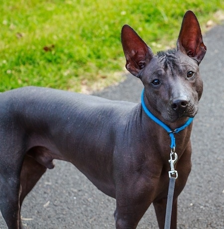 Xoloitzcuintli Dog Breed Information 