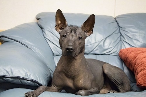 A hairless black Xoloitzcuintli is laying across a blue couch and it is looking forward. It has large perk ears, a black nose, dark eyes and a fuzz of hair in-between its ears and on its forehead.
